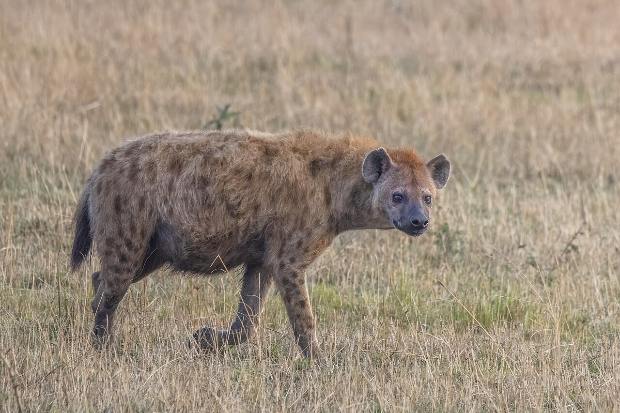 Spotted hyena (Crocuta crocuta) Serengeti