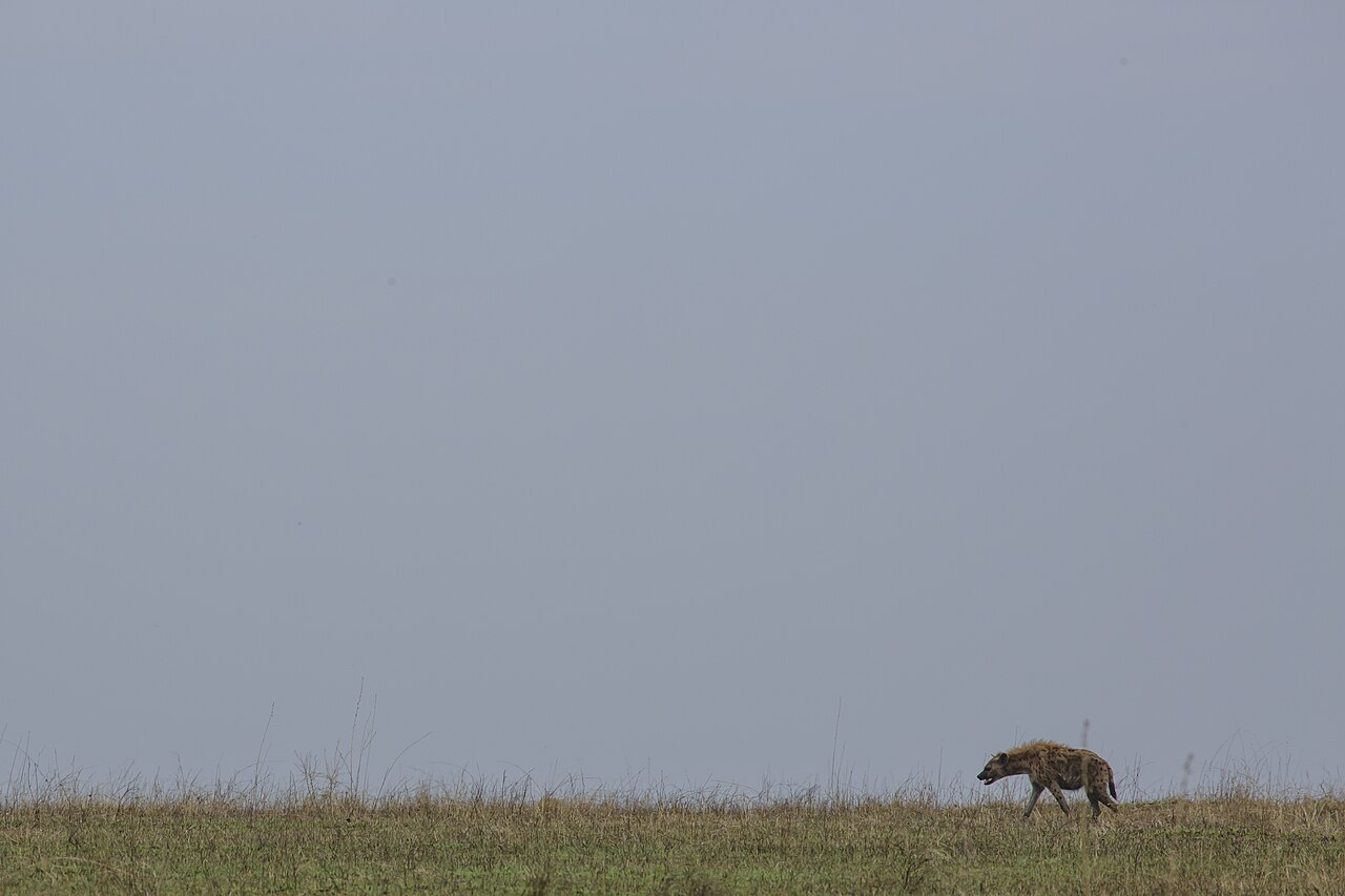 Serengeti National Park - spotted hyena (Crocuta crocuta)