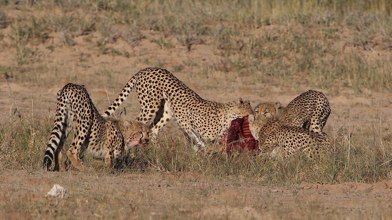Five cheetahs were feeding on a Springbok kill one morning in the Kgalagadi. ()