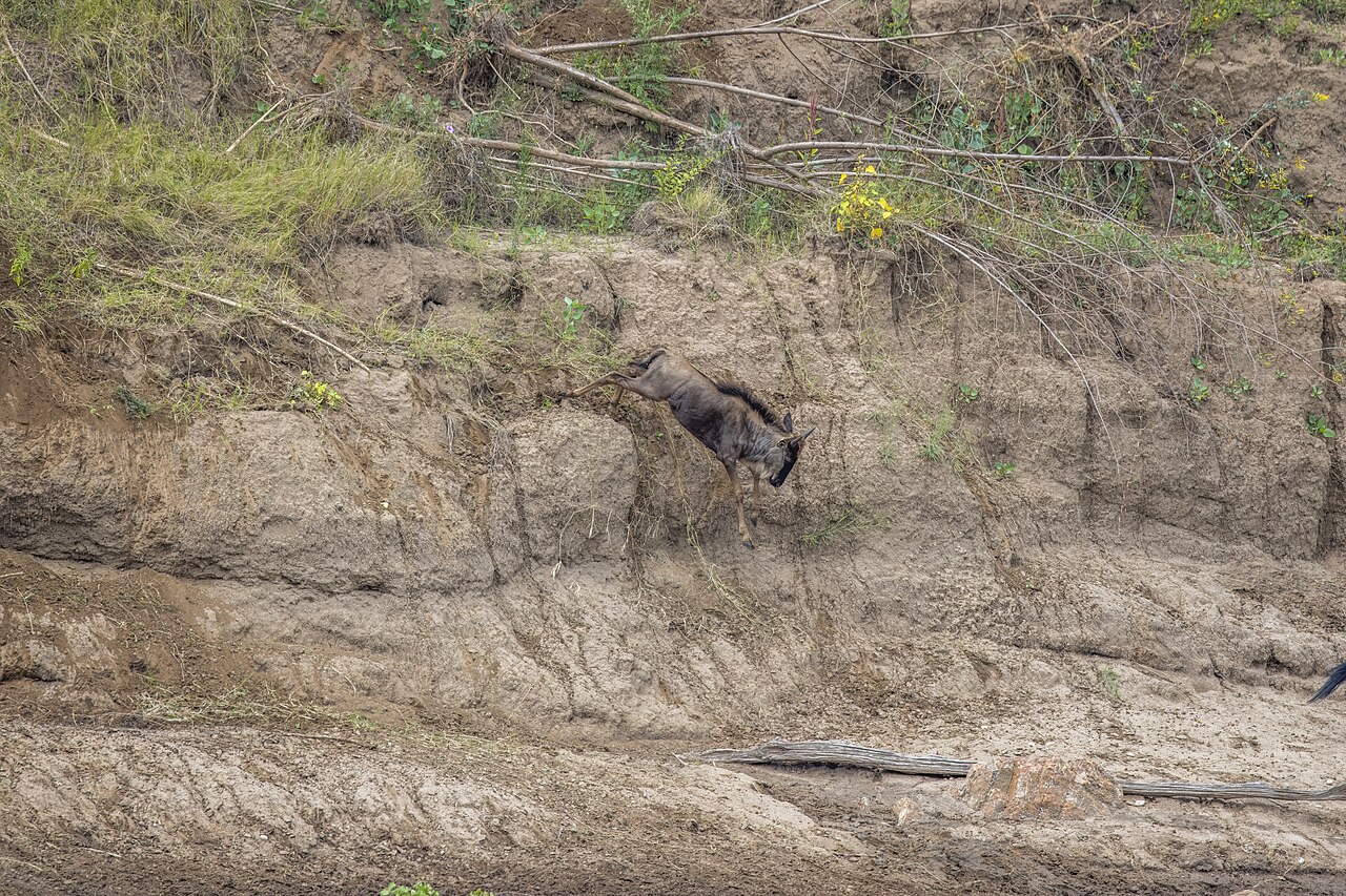 Western white-bearded wildebeest (Connochaetes taurinus mearnsi) Mara River crossing 2f jumping