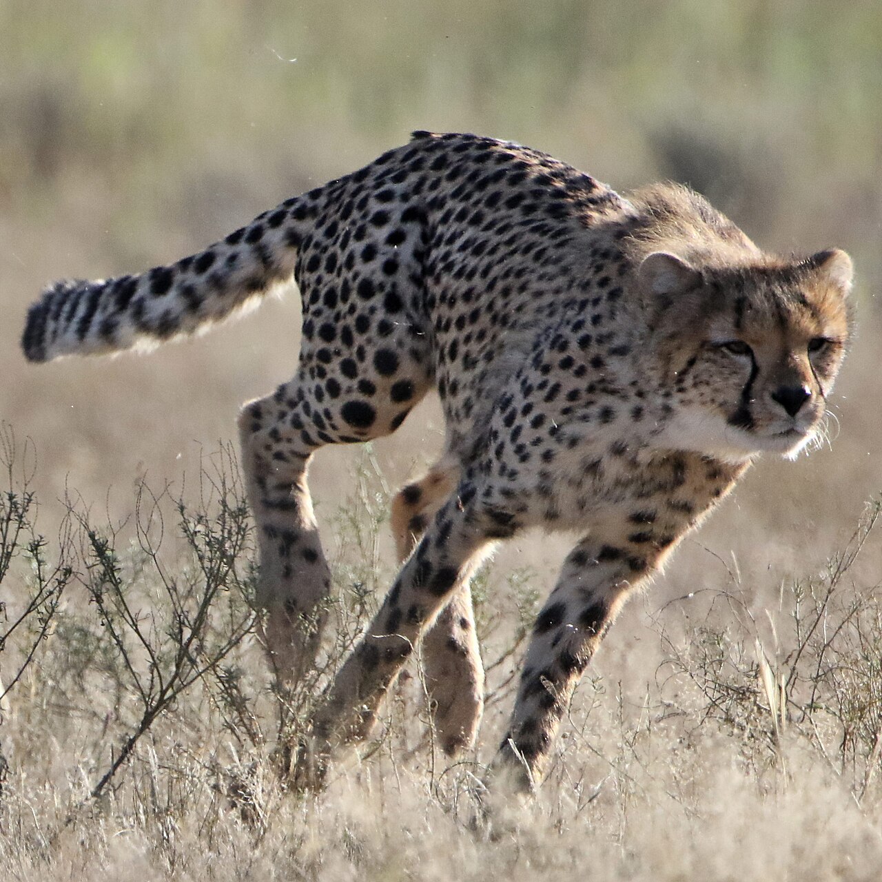 Run cheetah run - Kgalagadi in April ()