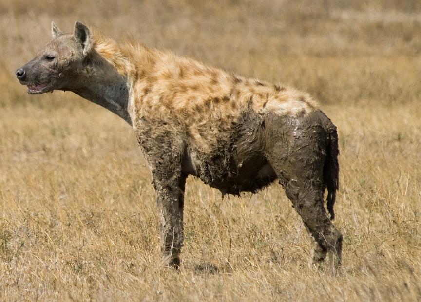 Spotted Hyena in Serengeti cropped